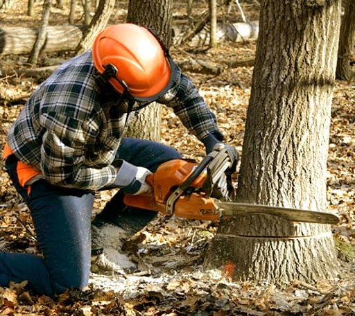 Tree Removal in Roswell, GA
